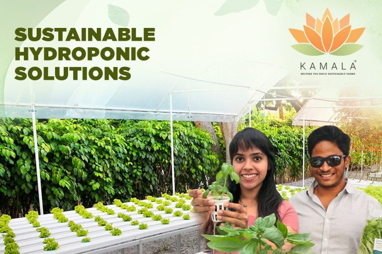 Growing Together: Kamala Farms' Sustainable Hydroponic Solutions